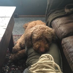 Meet your Posher, Lacey